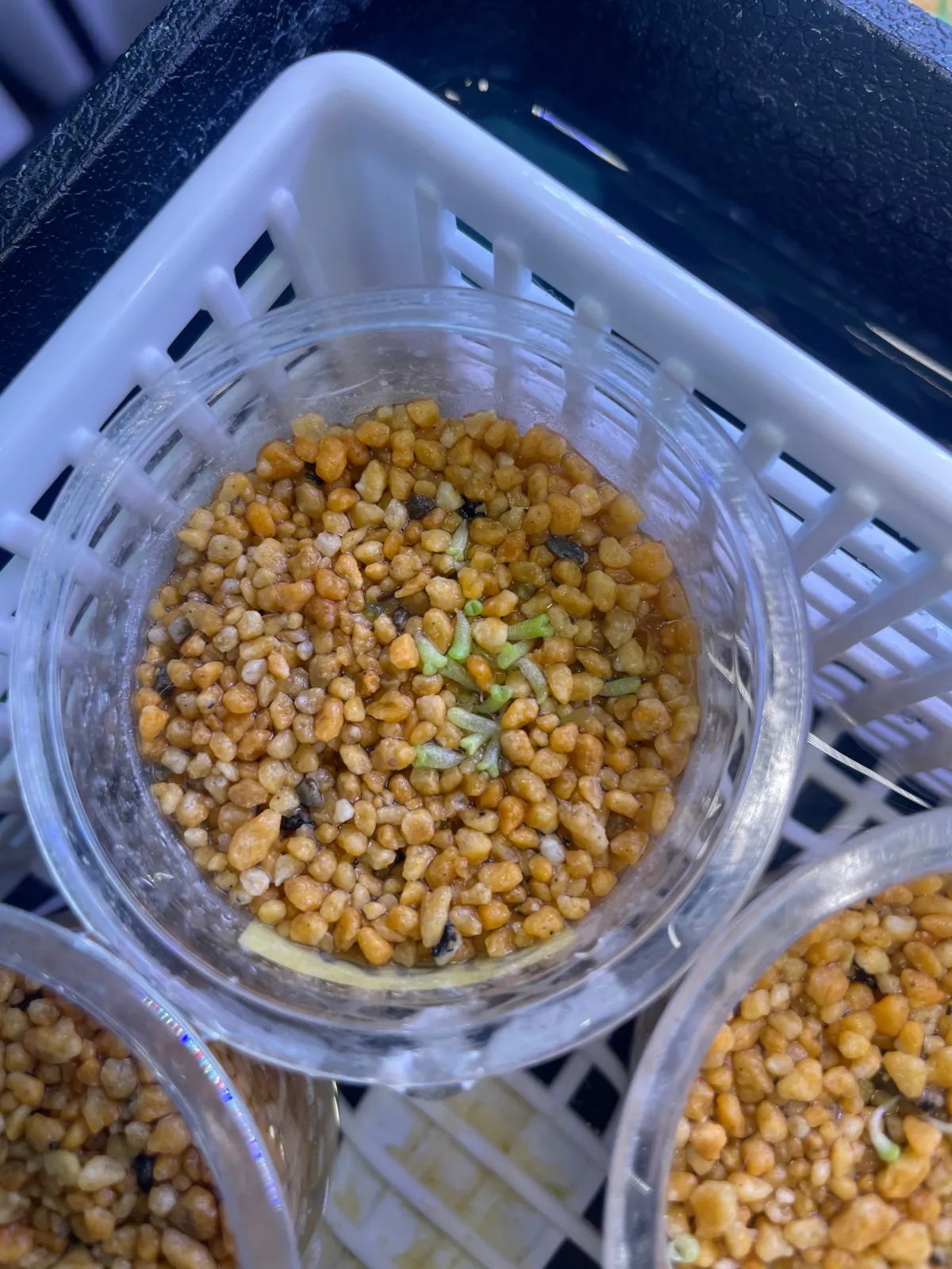 Lithops optica Rubra (リトープス 紅大内玉)