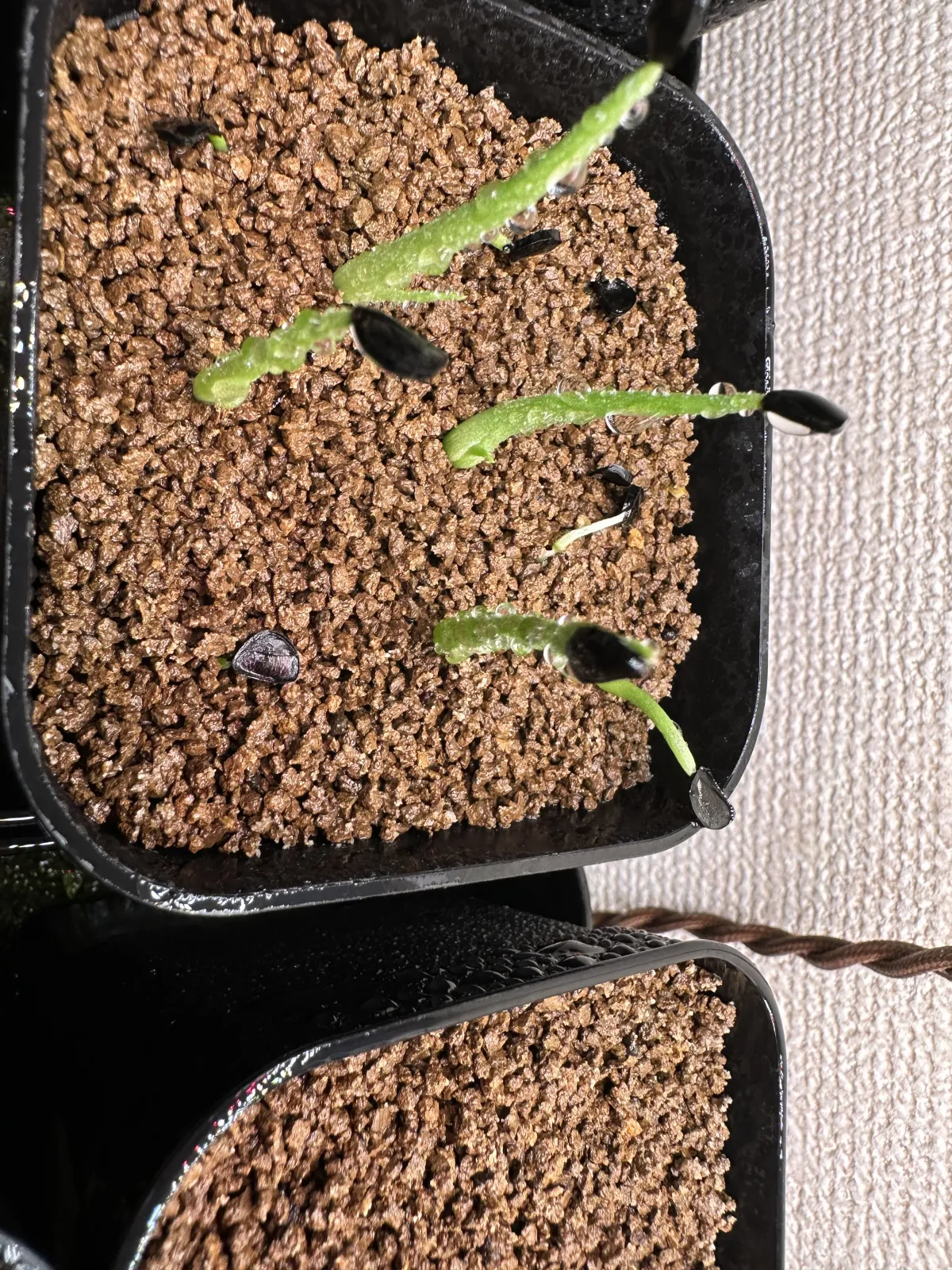 Agave sobria subsp. roseana (アガベ ソブリア ロゼアナ)