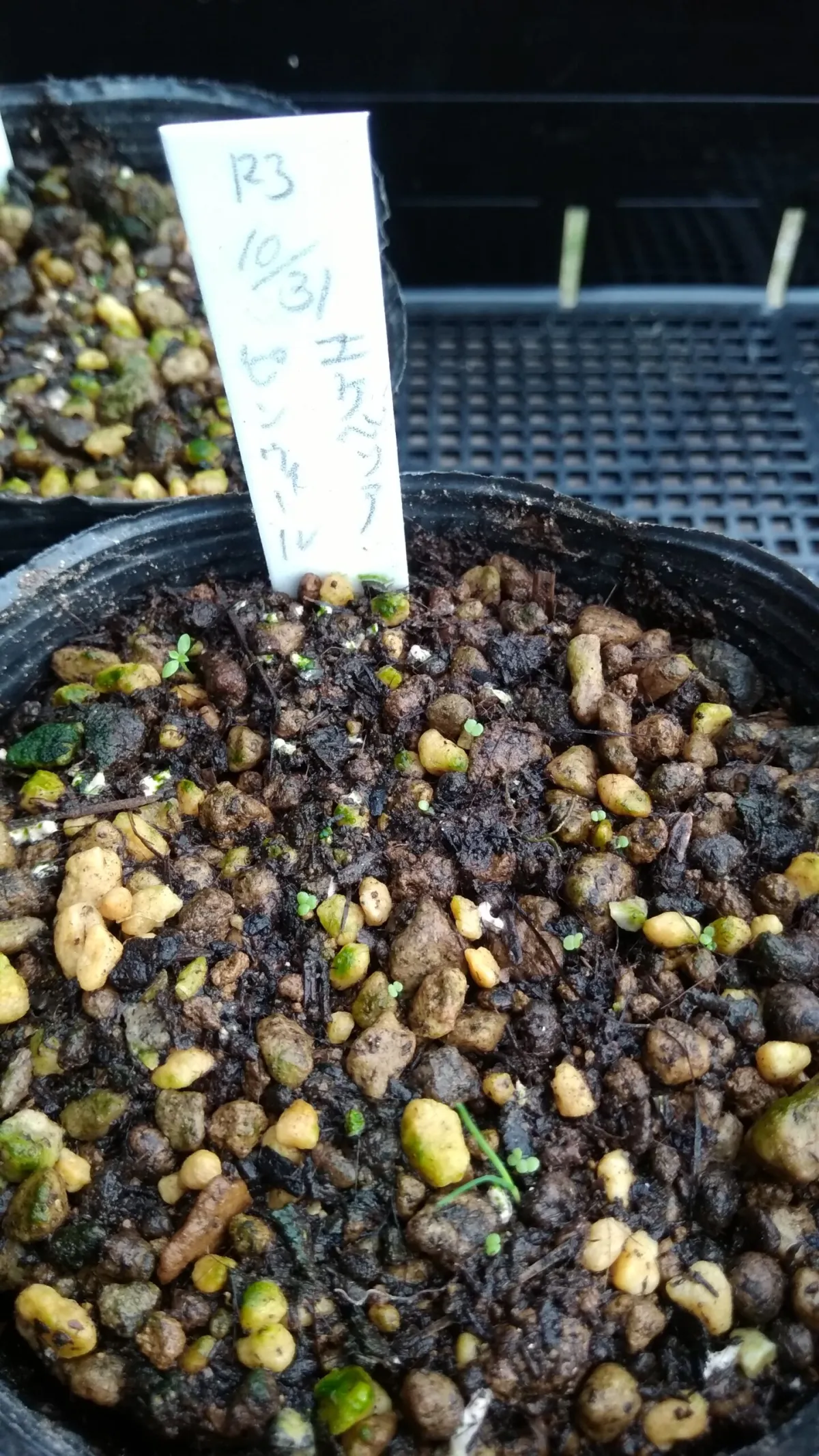 Echeveria Pinwheel (エケベリア ピンウィール)