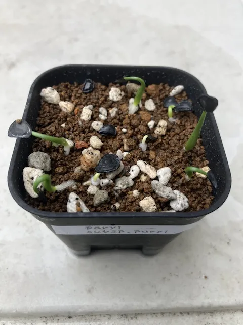 Agave parryi subsp. parryi (アガベ パリー)