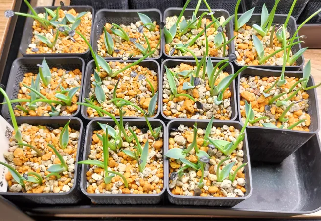 Agave parryi var. truncata (アガベ パリー トランカータ)