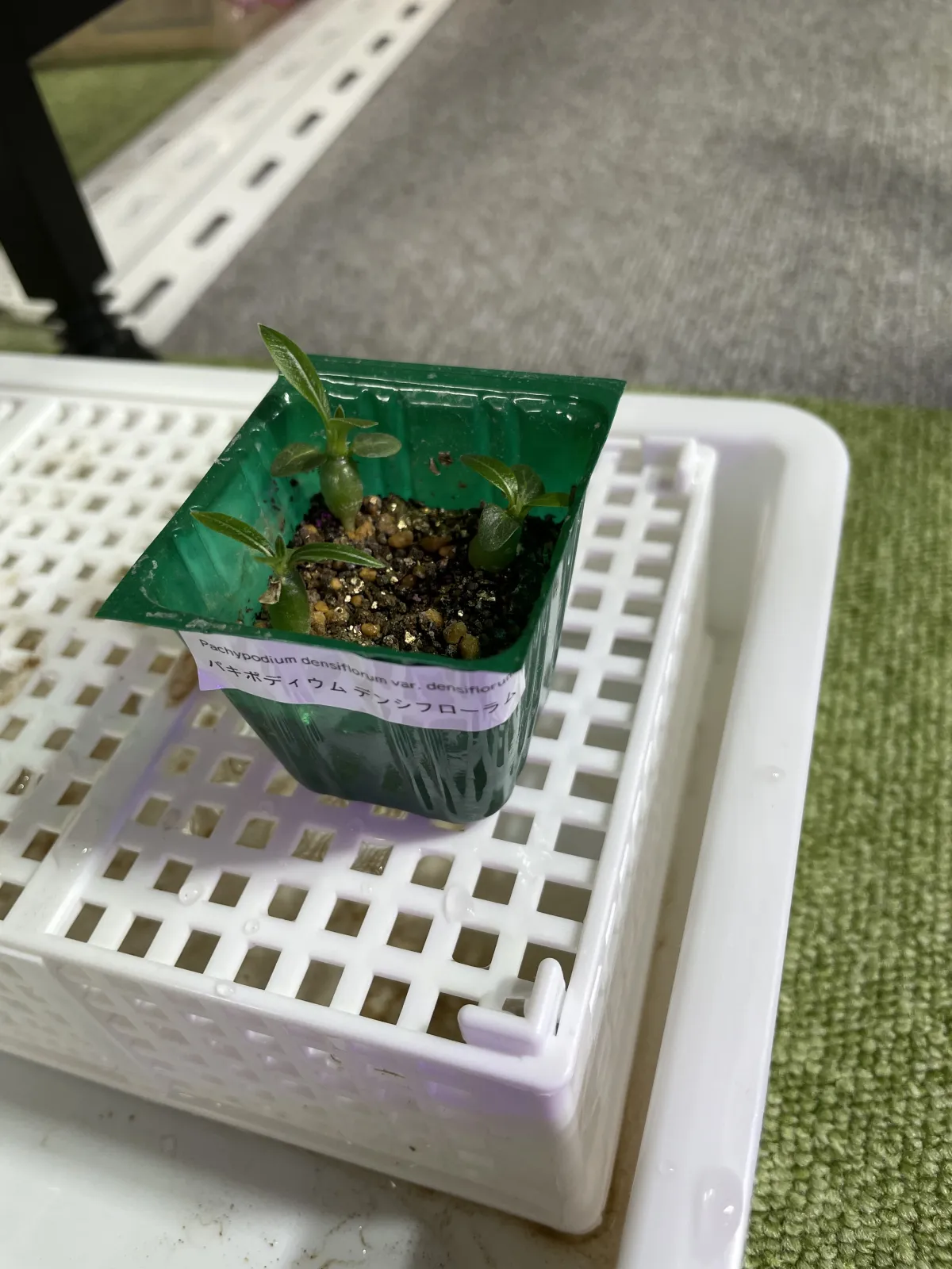 Pachypodium densiflorum var. densiflorum (パキポディウム デンシフローラム)