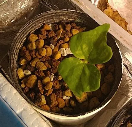 Commiphora hyphaenoides sp. tulear (コミフォラ ヒファエノイデス)