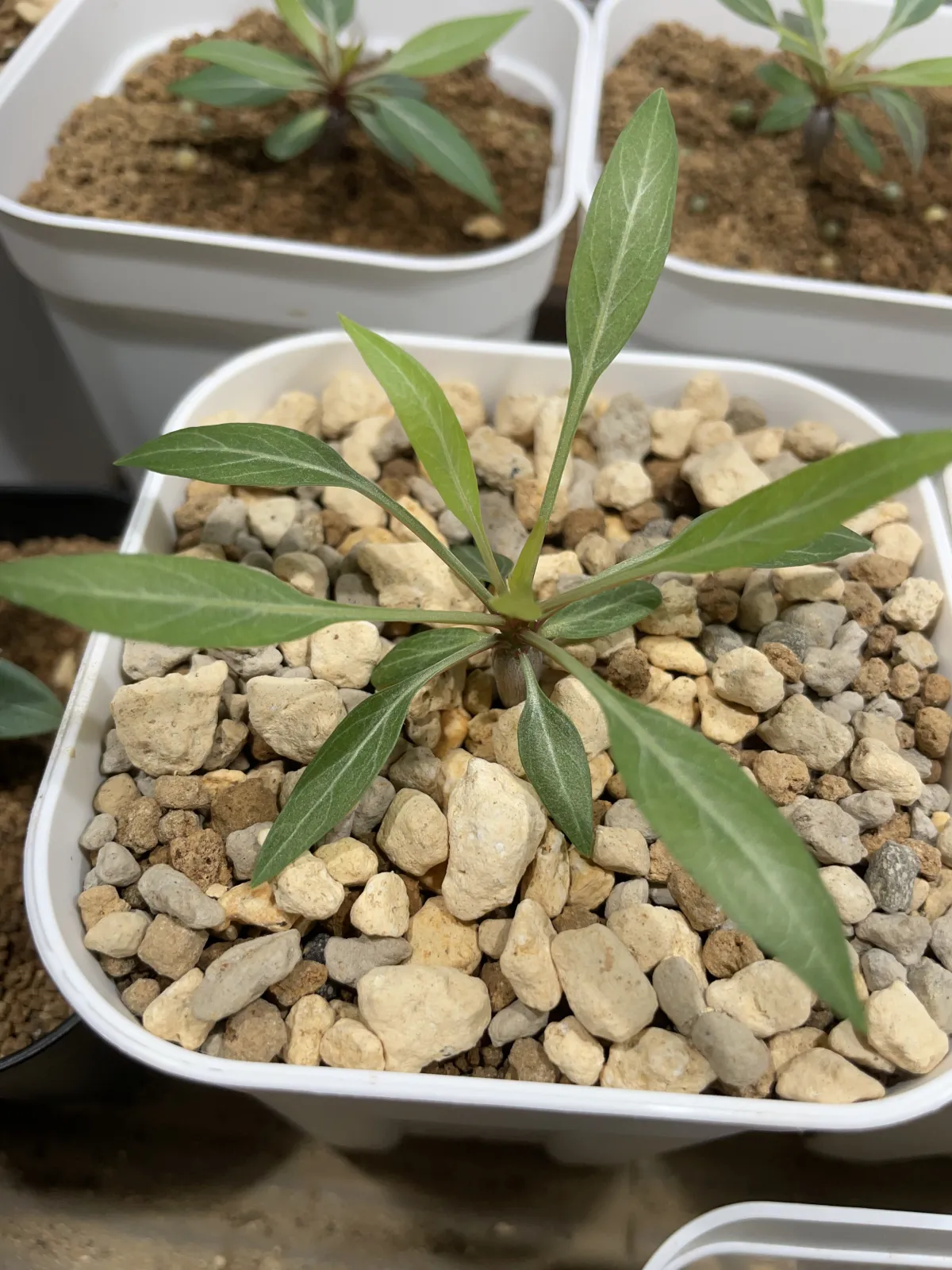 Fouquieria purpusii (フォークイエリア プルプシー)