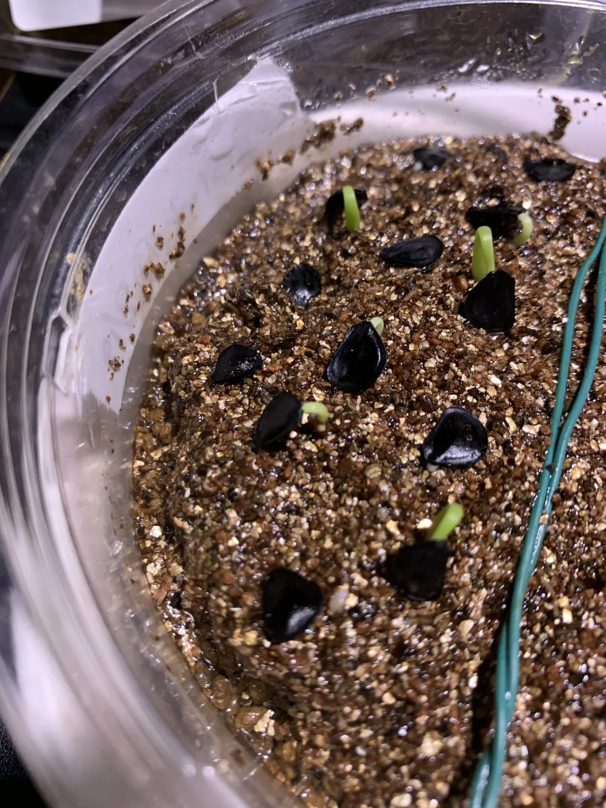 Agave americana ssp. protoamericana (アガベ プロトアメリカーナ)