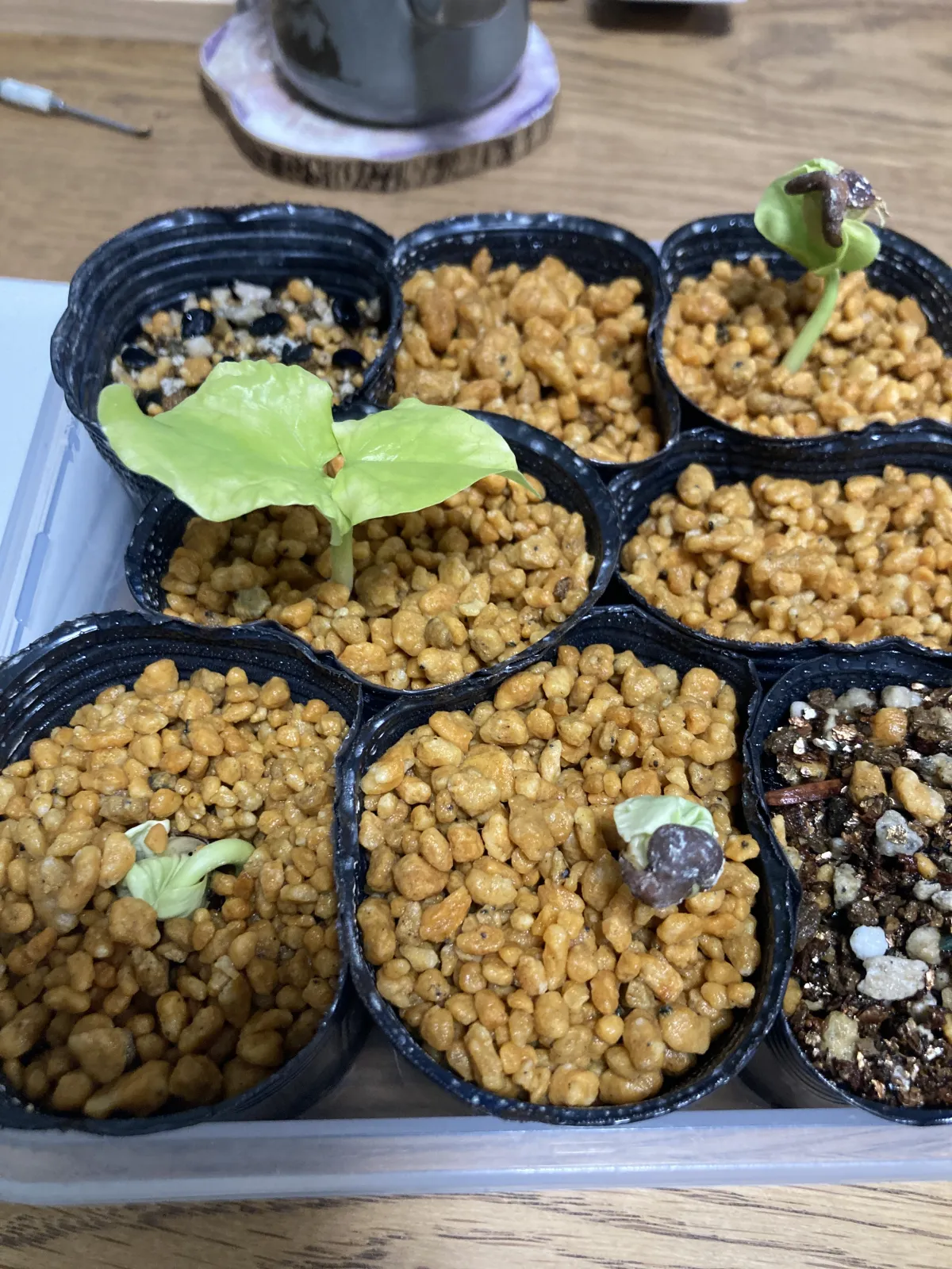 Pseudobombax ellipticum (セウドボンバックス エリプティカム ラブラム)