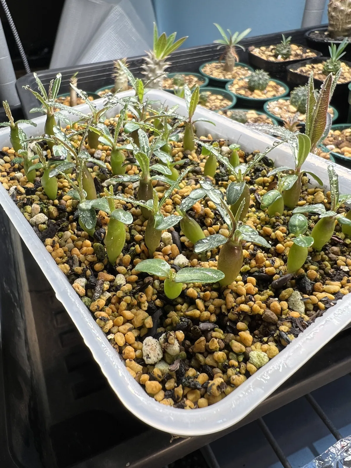 Pachypodium rosulatum ssp. cactipes (パキポディウム カクチペス)