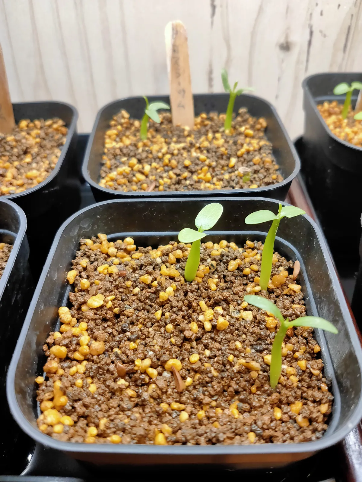 Pachypodium rosulatum (パキポディウム ロスラーツム)