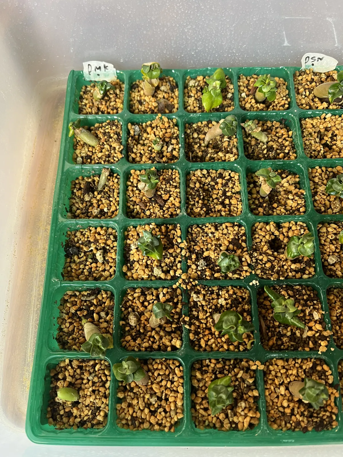 Adenium DHA PMK (アデニウム DHA PMK)