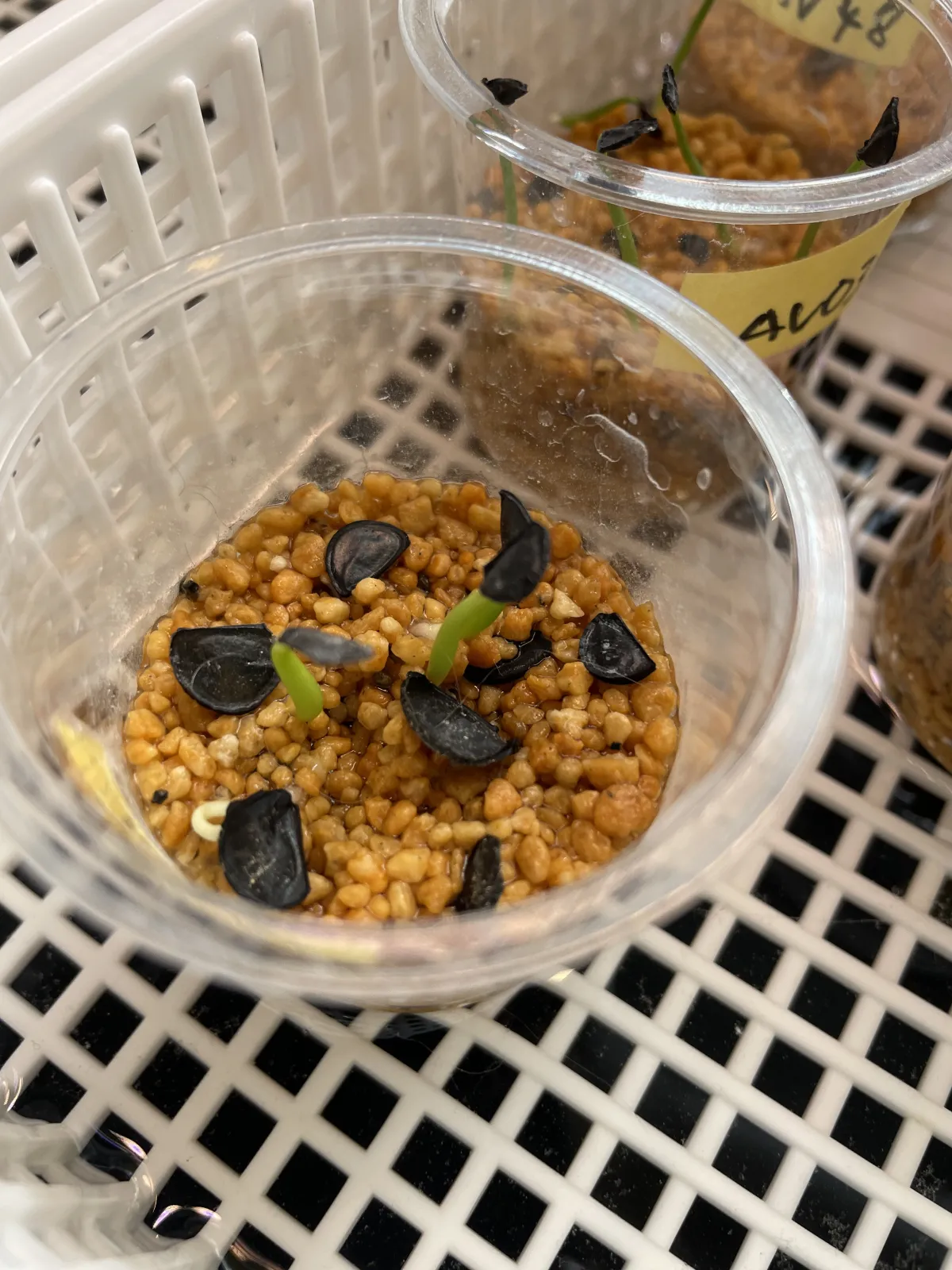 Agave vizcainoensis (アガベ ビスカイノエンシス)