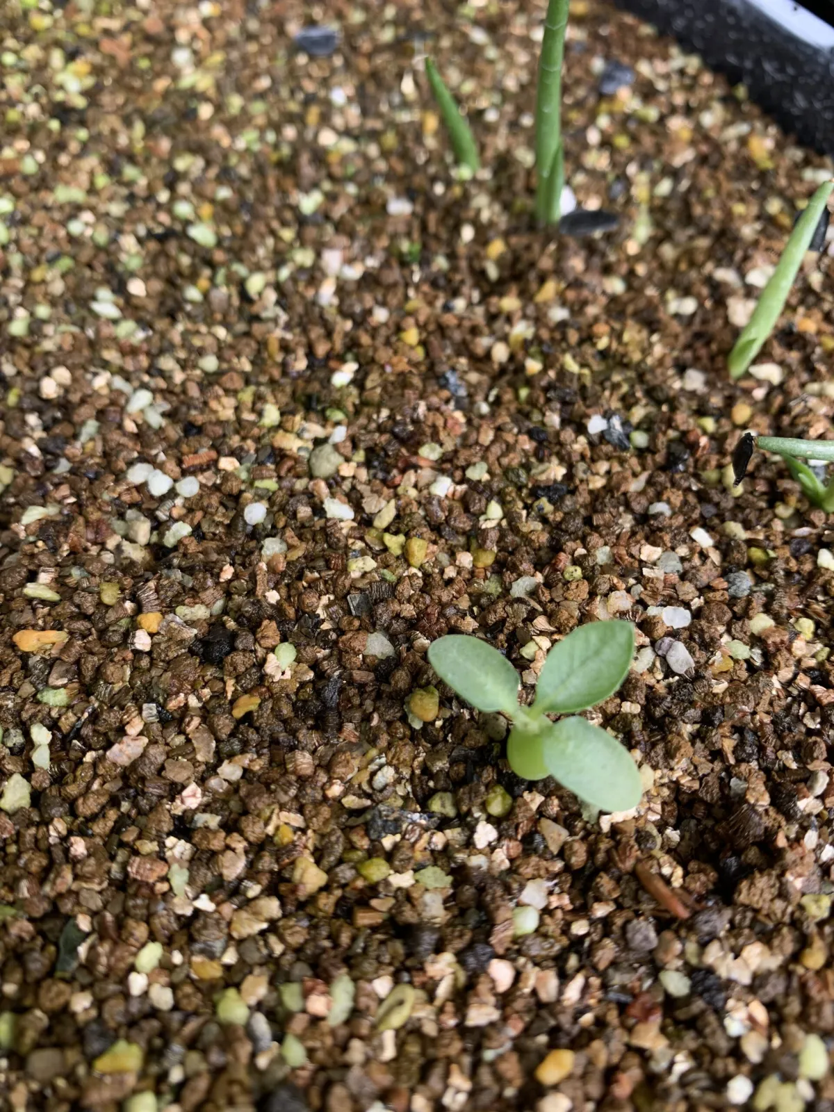 Pachypodium brevicaule subsp. leucoxanthum (パキポディウム レウコキサンツム)