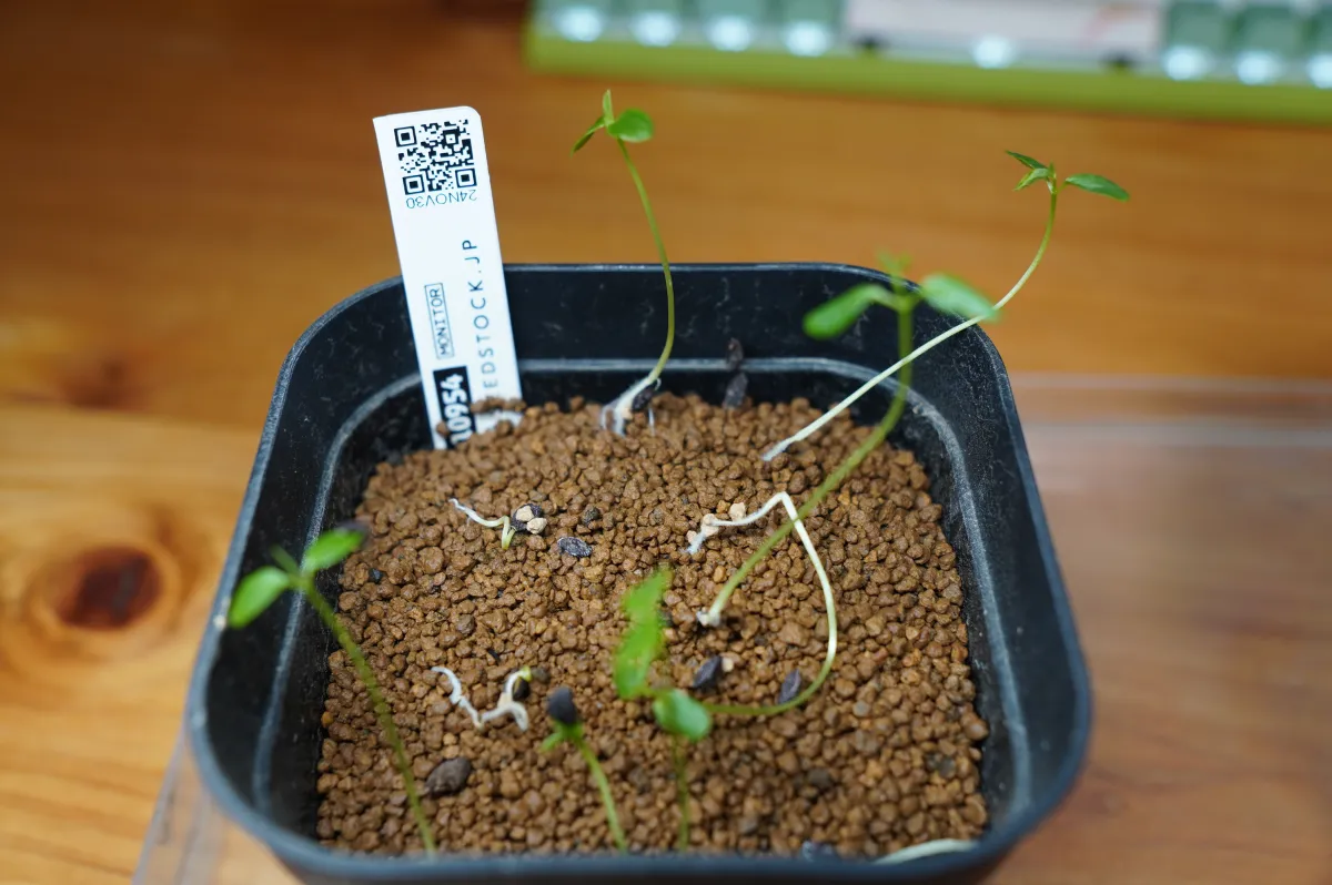 Passiflora manicata (パッシフローラ マニカータ)