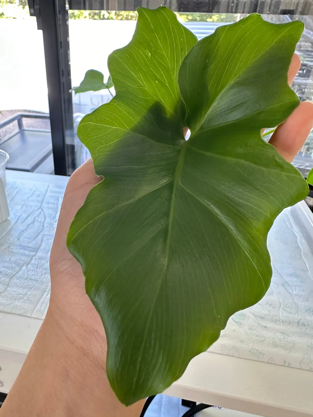 Philodendron selloum (フィロデンドロン セロウム)