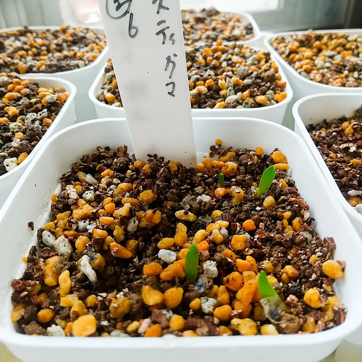 Aloe microstigma subsp. microstigma (アロエ ミクロスティグマ)