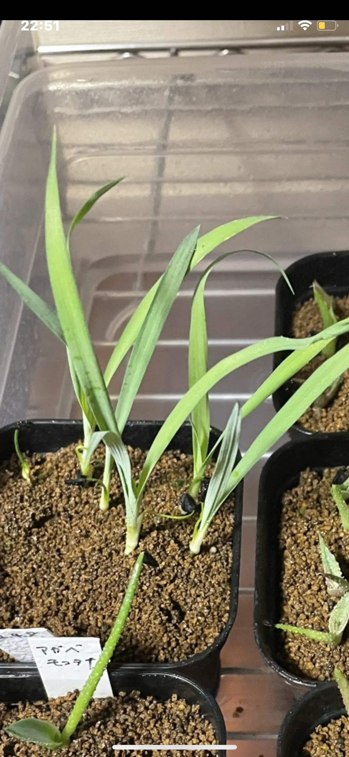 Yucca rostrata (ユッカ ロストラータ)