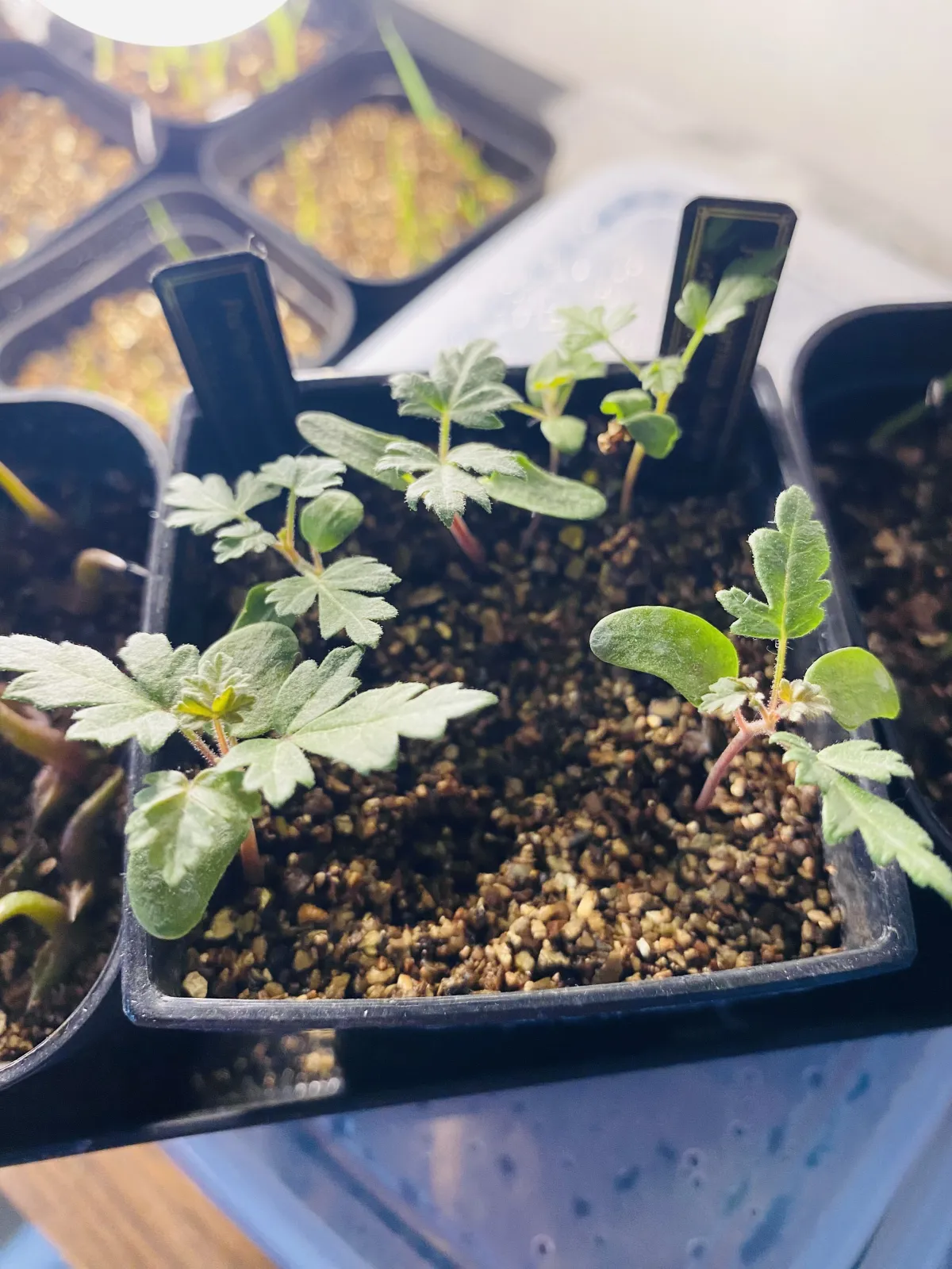 Pachycormus discolor (パキコルムス ディスカラー)