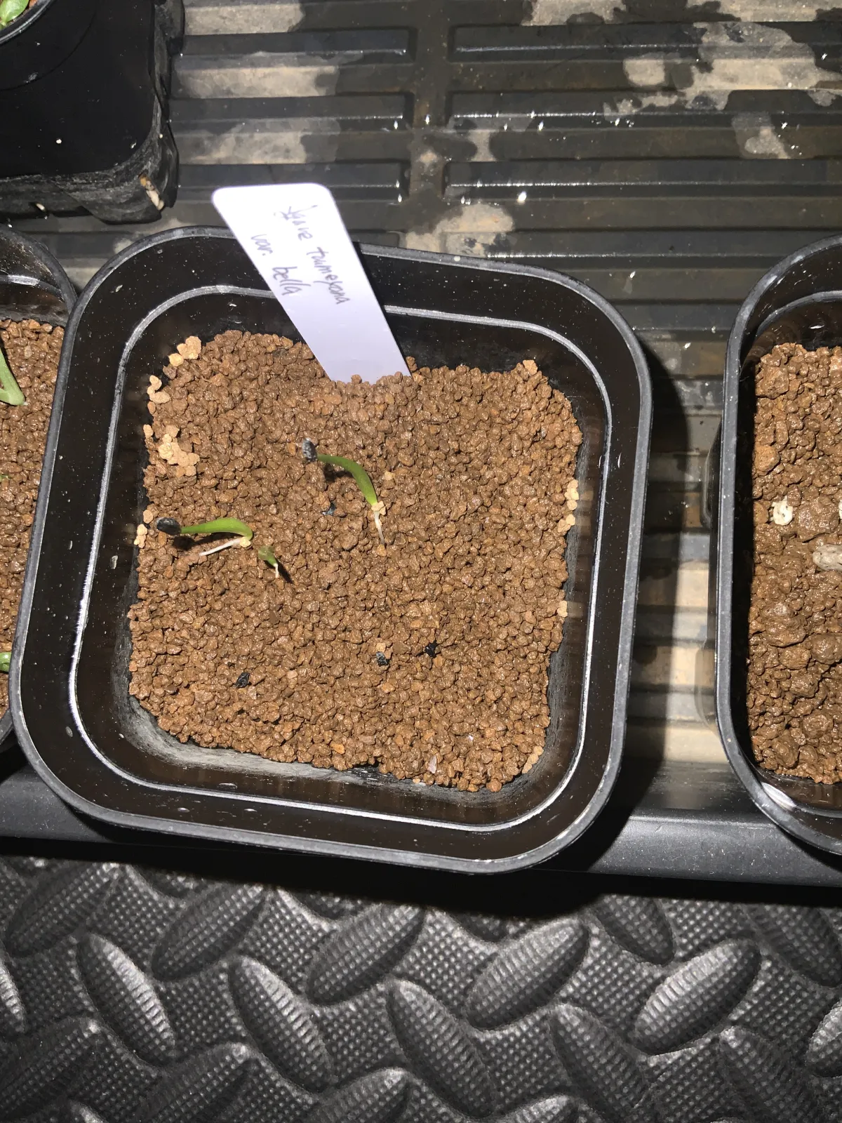 Agave toumeyana var. bella (アガベ トウメヤナ ベラ)