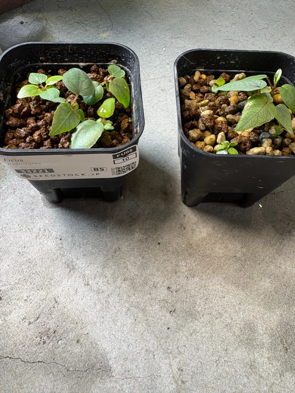 Ficus petiolaris (フィカス ペティオラリス)