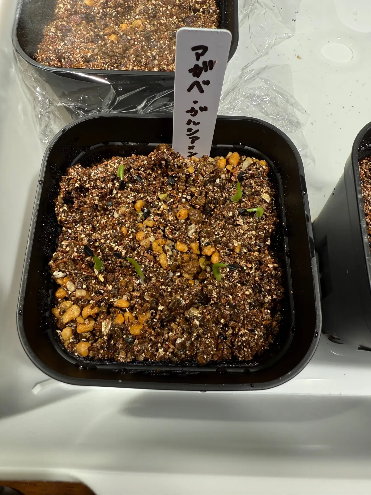 Agave garciae-mendozae (アガベ ガルシアメンドーサ)