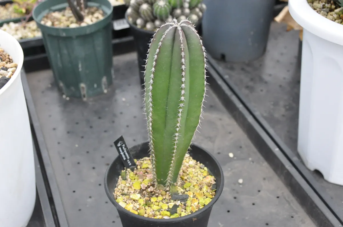 Pachycereus marginatus (パキセレウス 白雲閣)