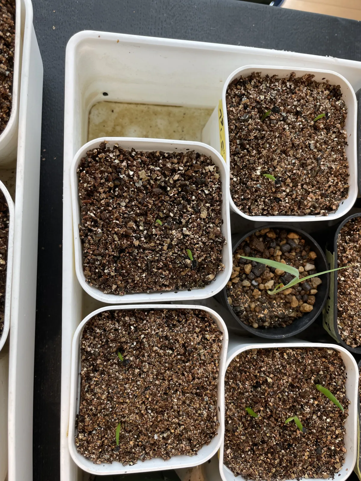 Agave pendula (アガベ ペンデュラ)