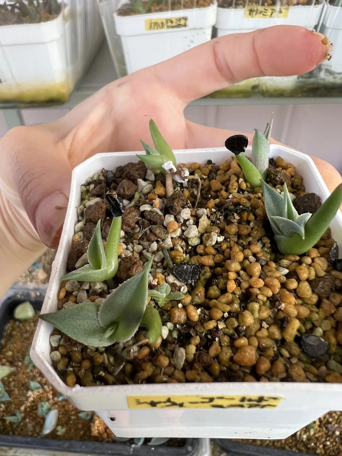 Agave shawii subsp. goldmaniana (アガベ ゴールドマニアナ)