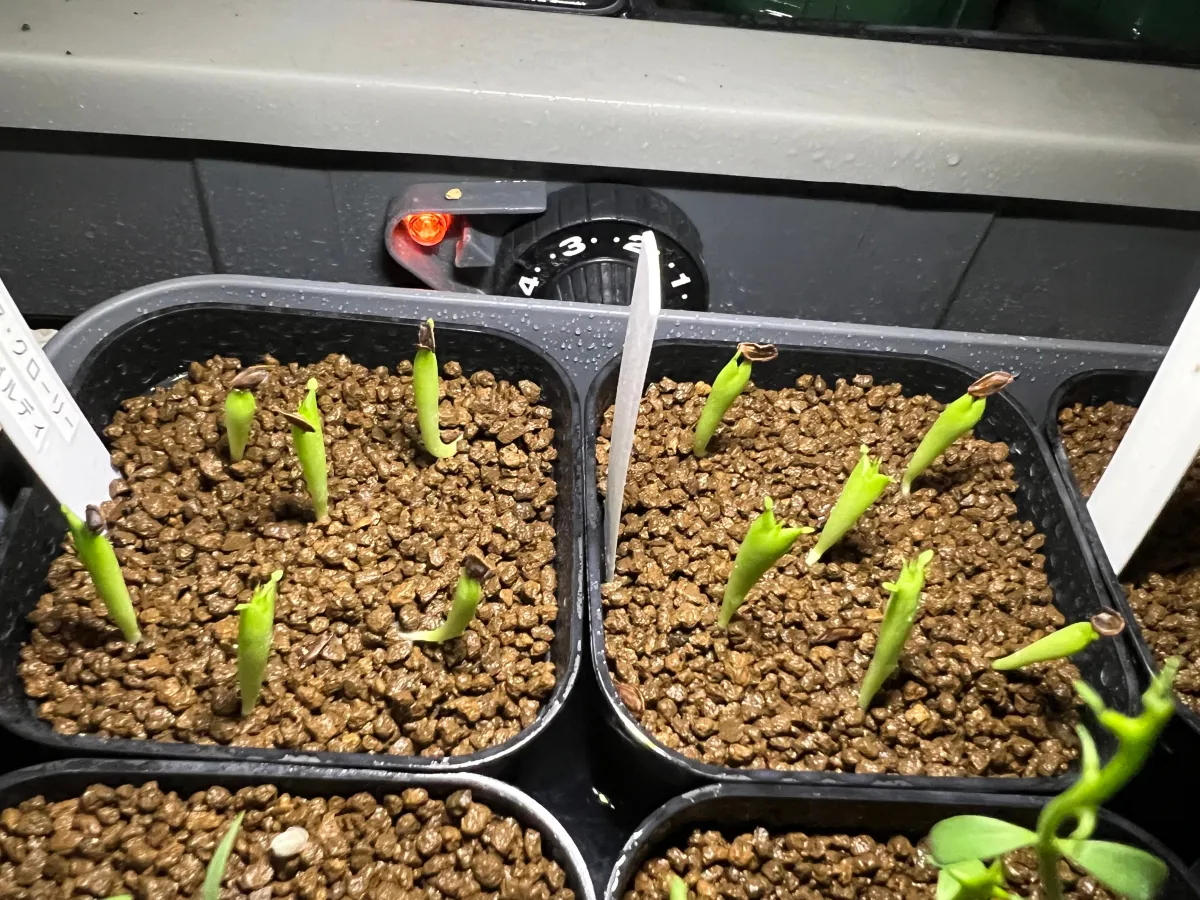 Hoodia currorii subsp. lugardii (フーディア ルガルディ)