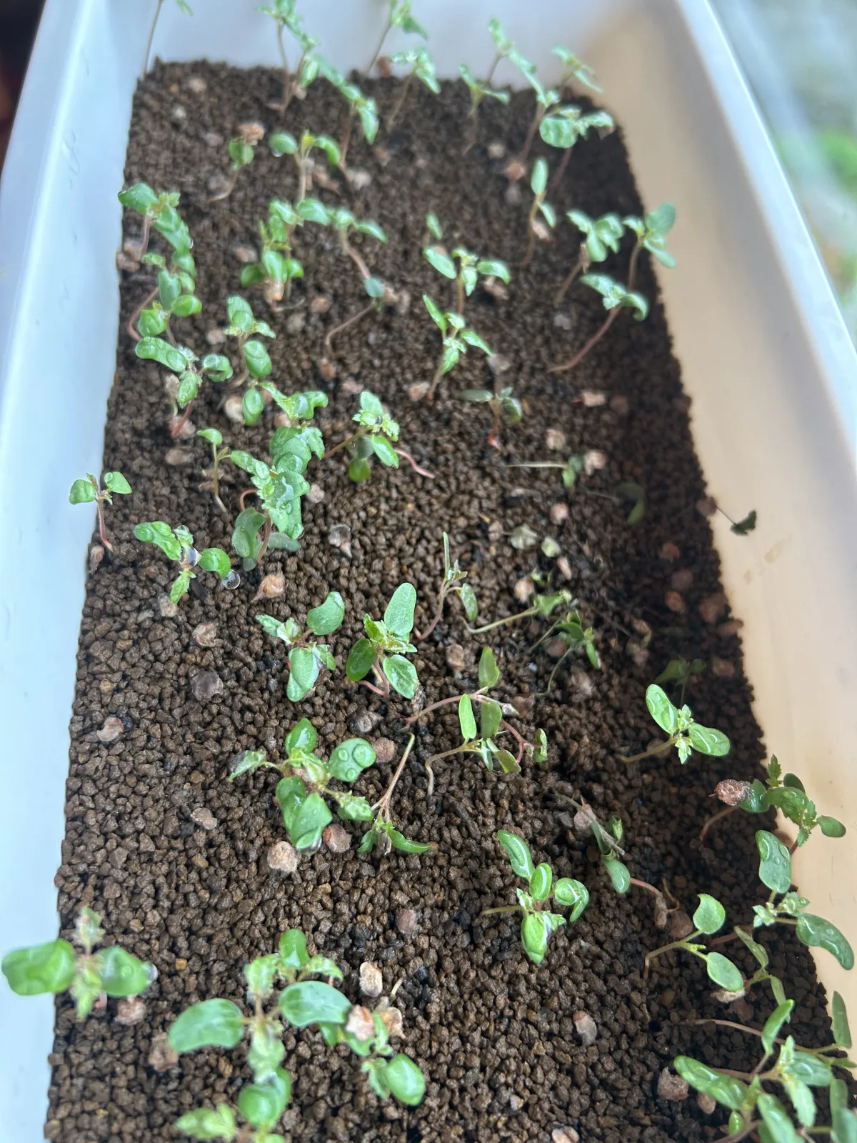 Pachycormus discolor (パキコルムス ディスカラー)