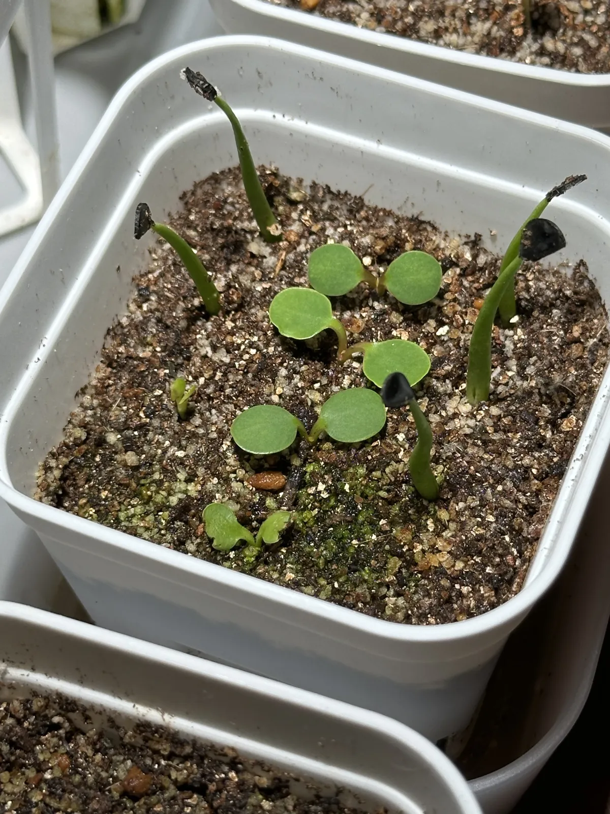 Euphorbia guillauminiana (ユーフォルビア ギラウミニアナ)