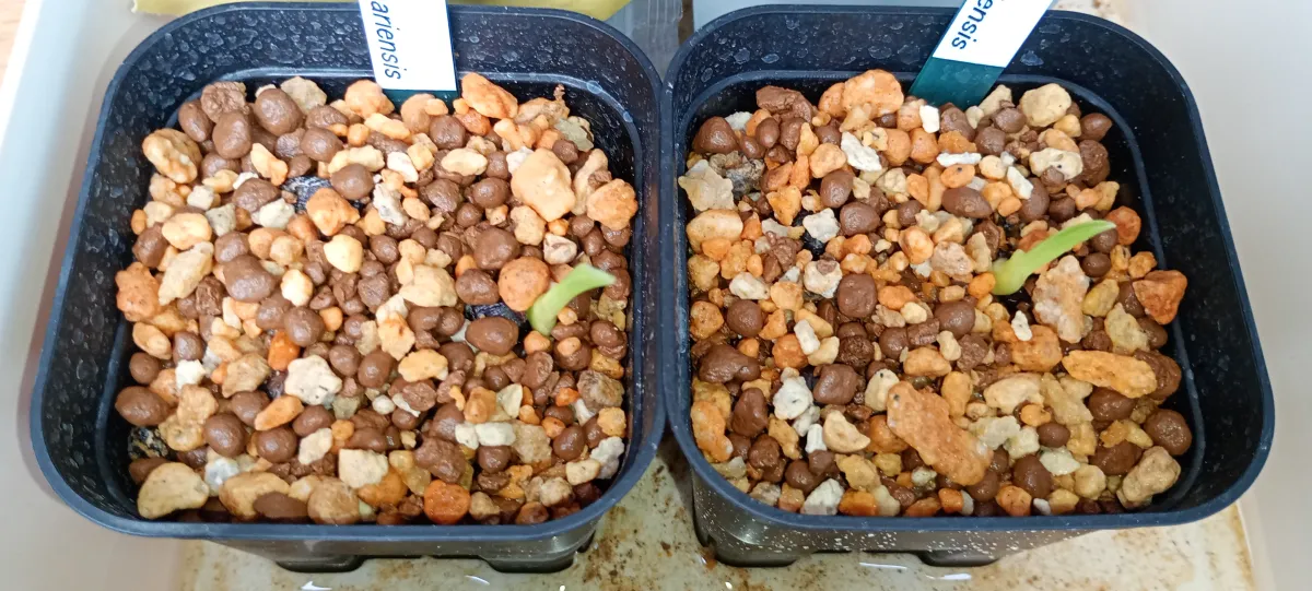 Ravenala madagascariensis (ラベナラ マダガスカリエンシス)