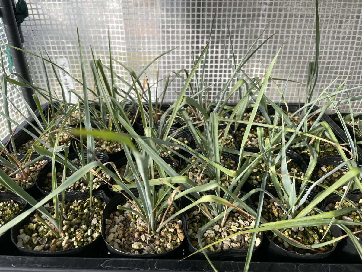 Yucca rigida (ユッカ リギダ)