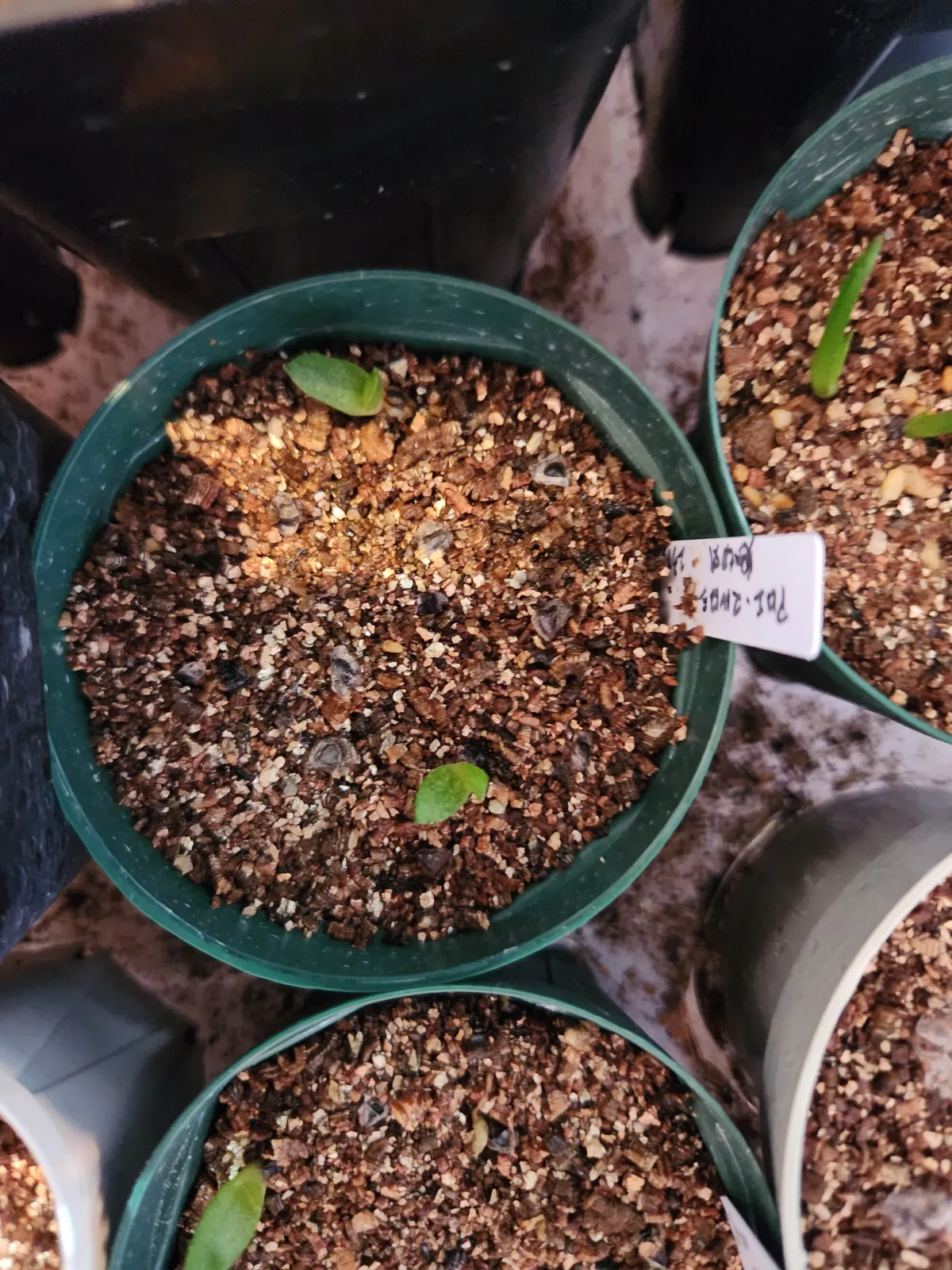 Aloe marlothii subsp. marlothii (アロエ マルロシー)