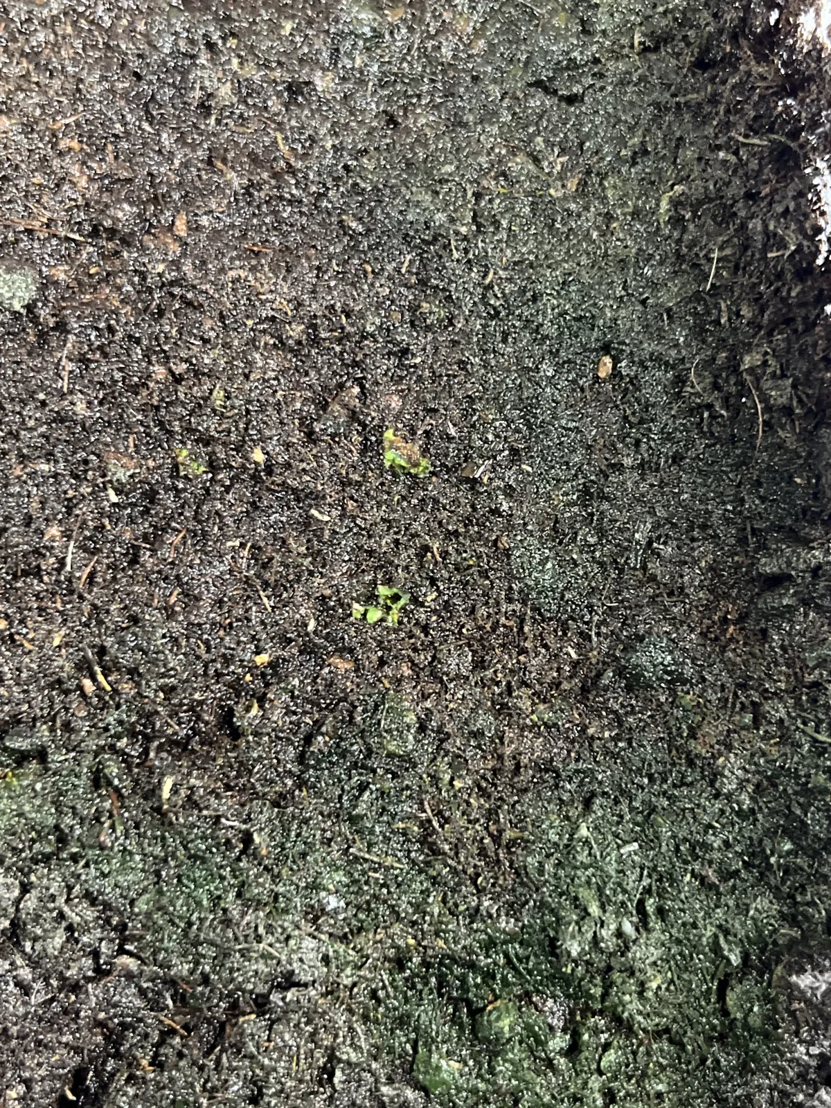 Platycerium ridleyi (ビカクシダ リドレイ)