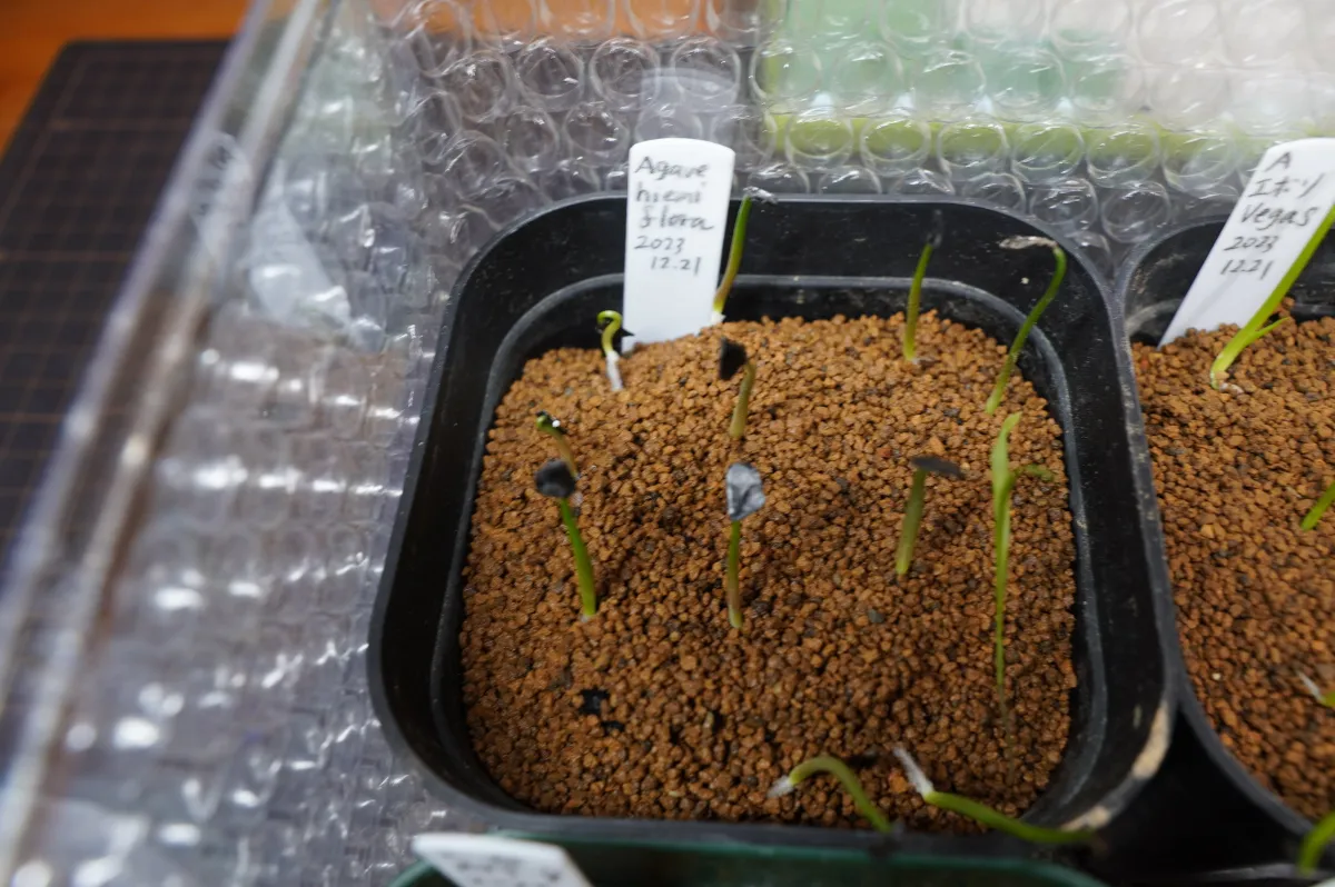 Agave hiemiflora (アガベ ヒエミフローラ)