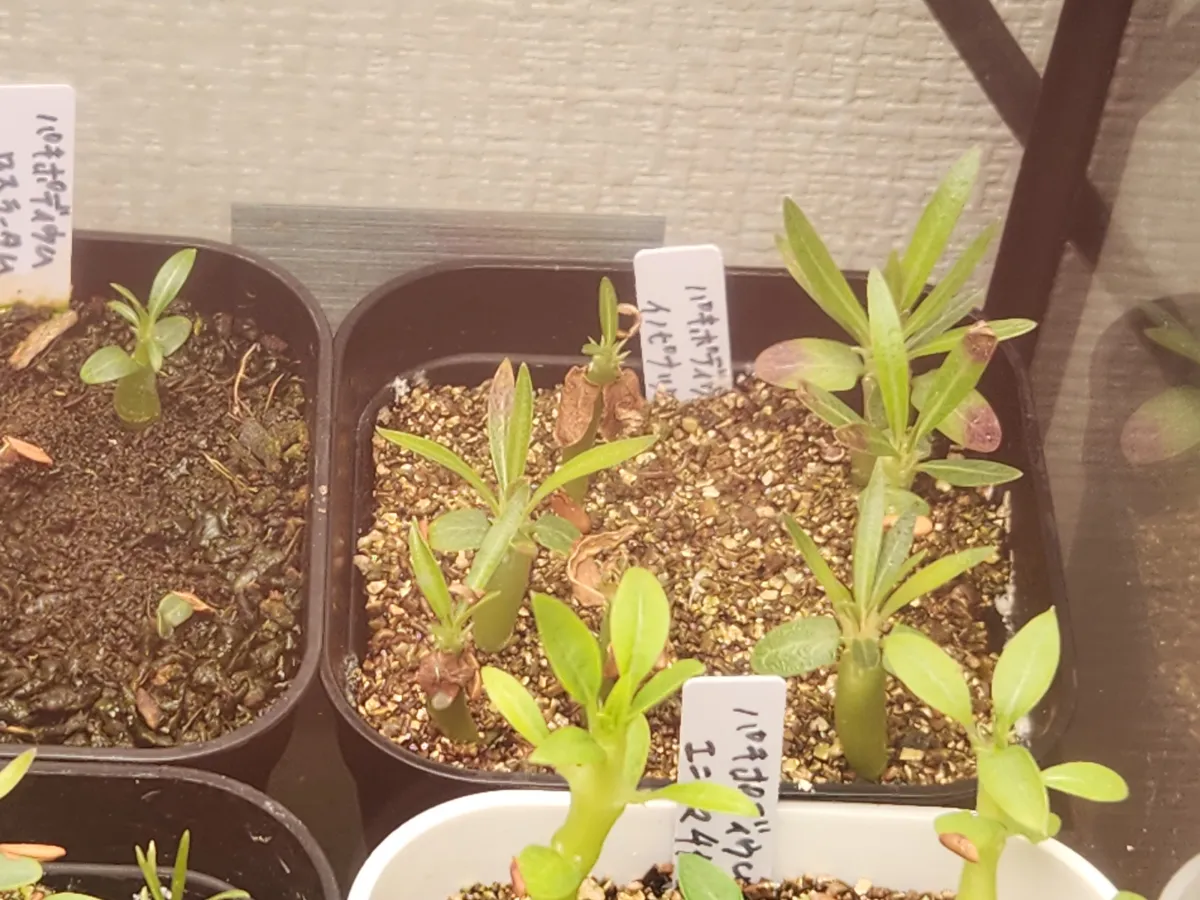 Pachypodium rosulatum var. inopinatum (パキポディウム イノピナツム)