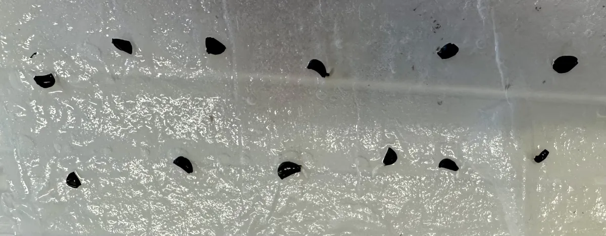 Agave bracteosa (アガベ ブラクテオーサ)