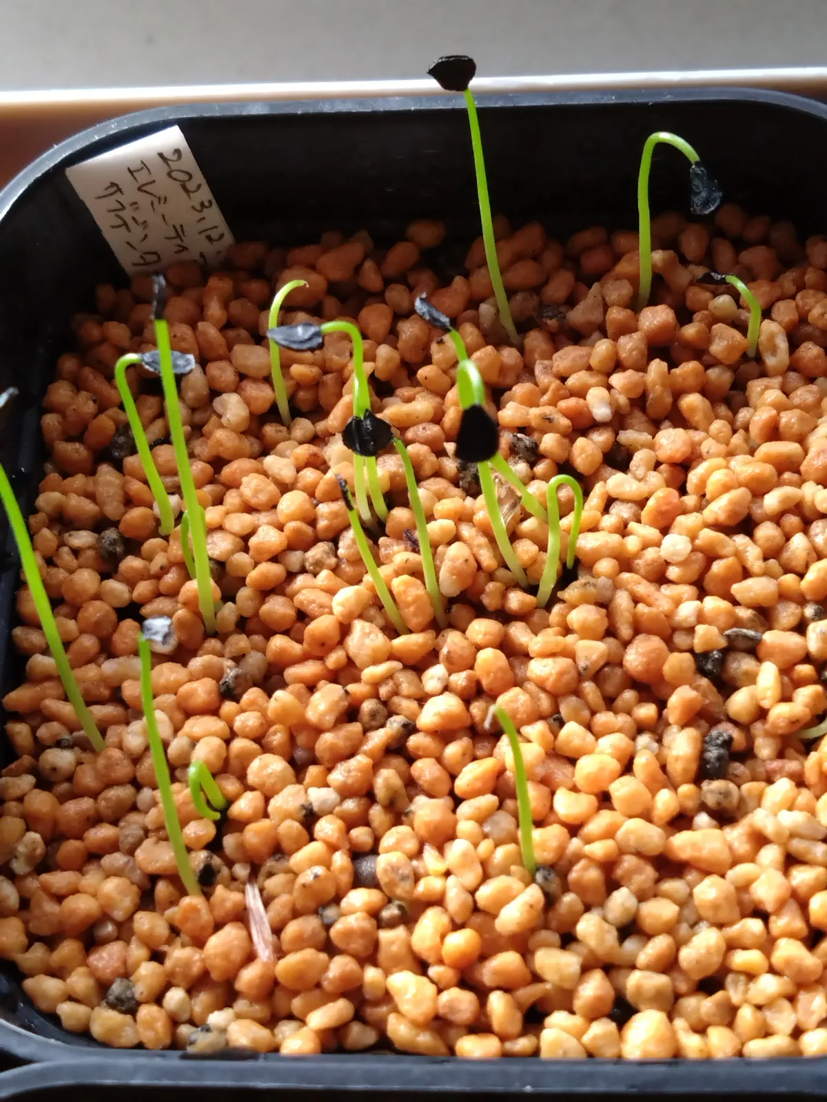 Agave ellemeetiana var. subdentata var. subdentata (アガベ エレミーティアナサブデンタータ)