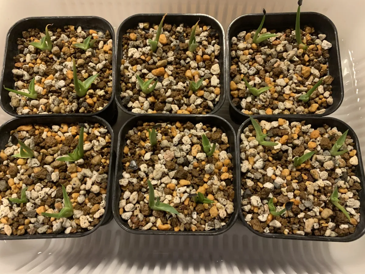 Agave parrasana (アガベ パラサナ)