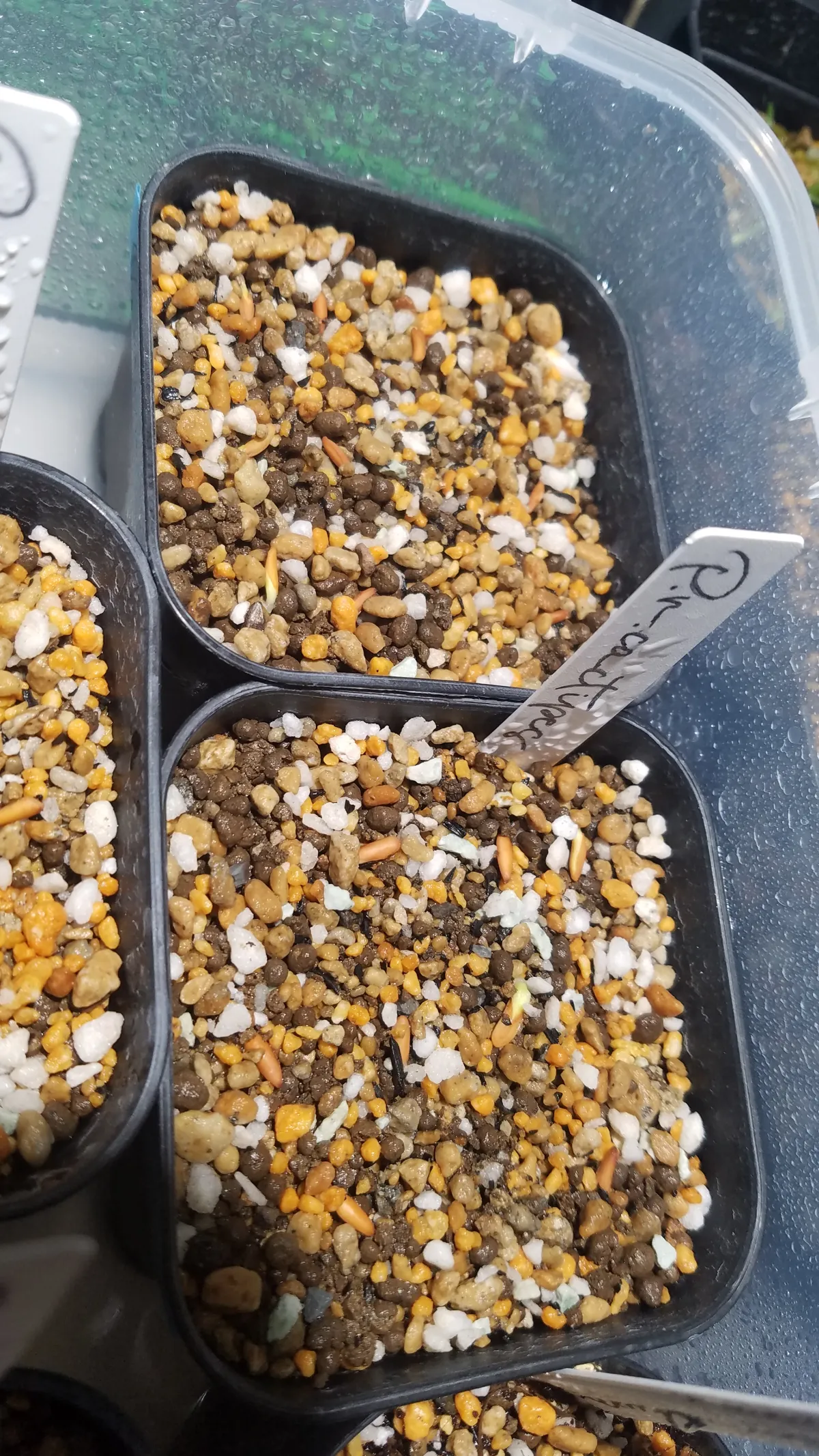 Pachypodium rosulatum ssp. cactipes (パキポディウム カクチペス)