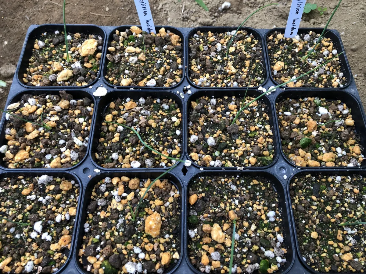 Dasylirion lucidum (ダシリリオン ルキダム)