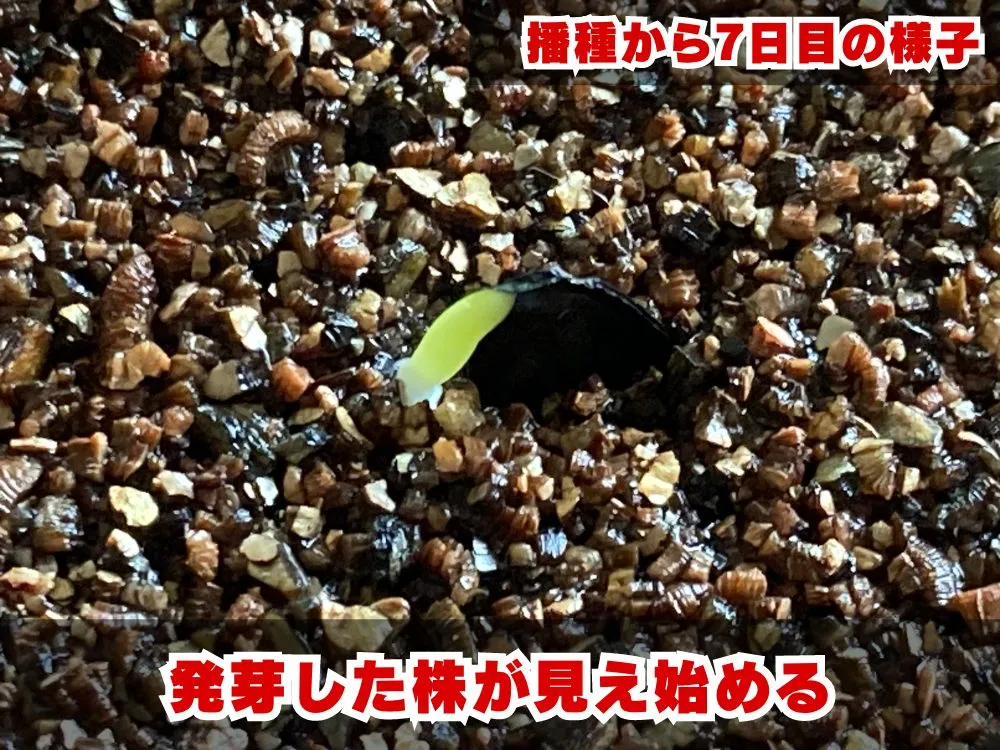 Agave parryi subsp. parryi (アガベ パリー)