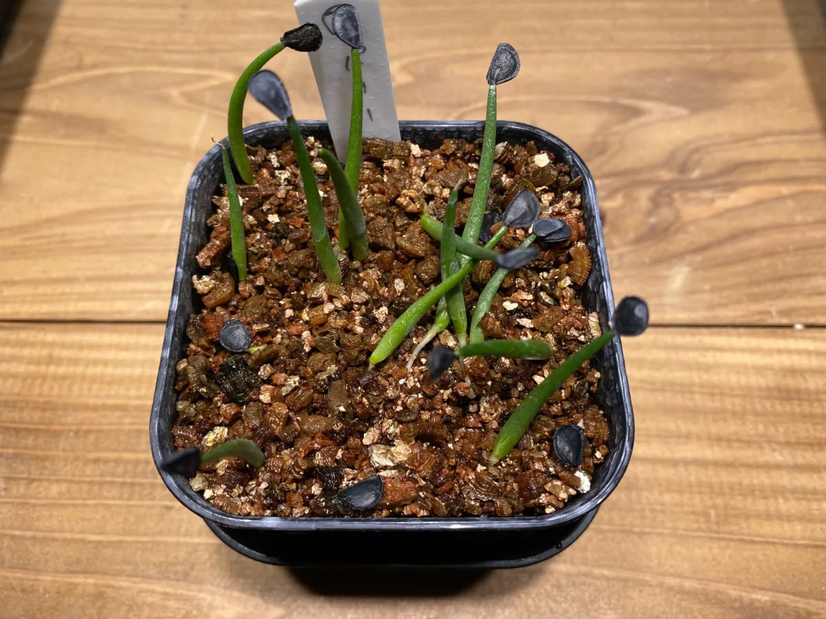 Agave parryi subsp. parryi (アガベ パリー)