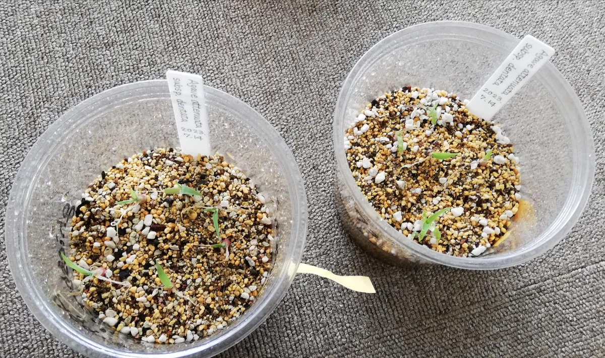 Agave attenuata subsp. dentata (アガベ アテナータ デンタータ)