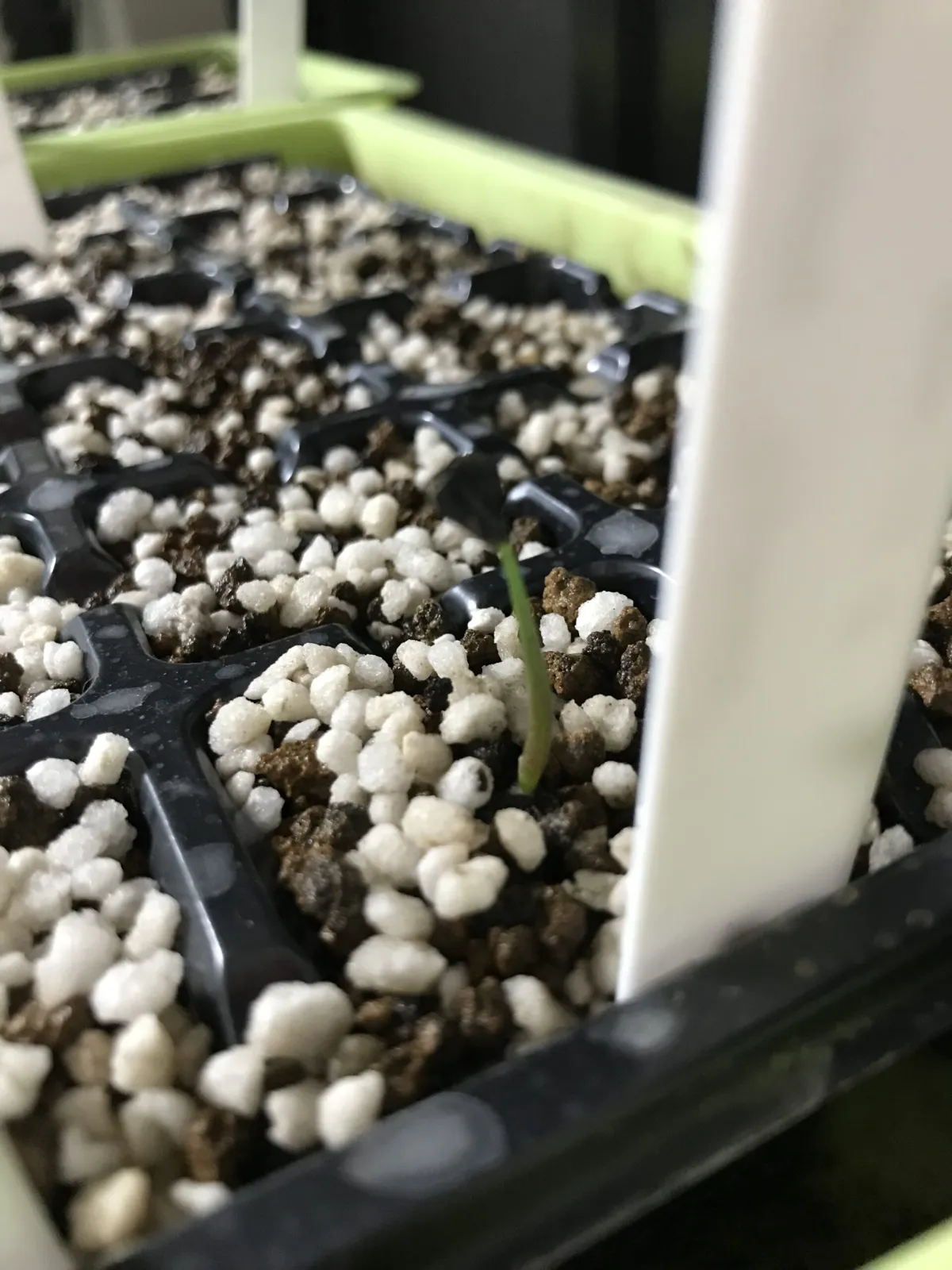 Agave seemanniana (アガベ ピグマエア)