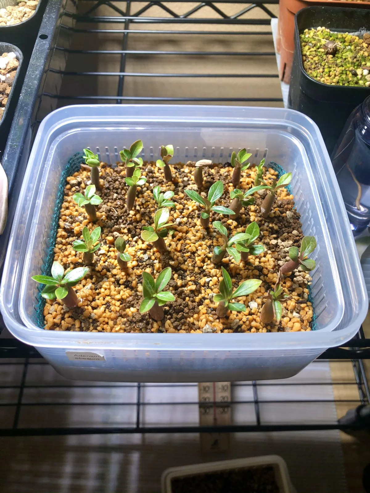 Adenium obesum (アデニウム オベスム)