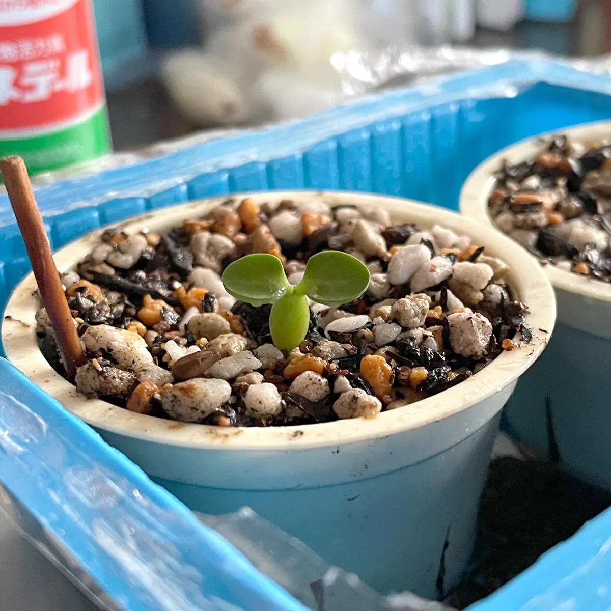 Pachypodium succulentum (パキポディウム サキュレンタム 天馬空)