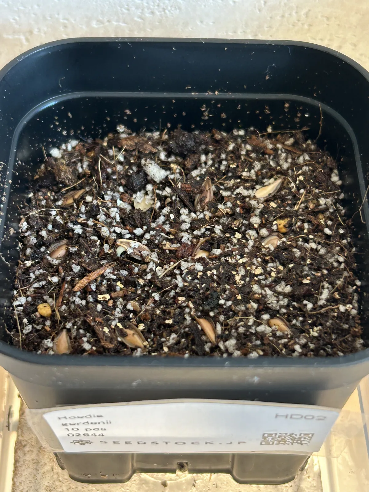 Hoodia gordonii (フーディア ゴルドニー)