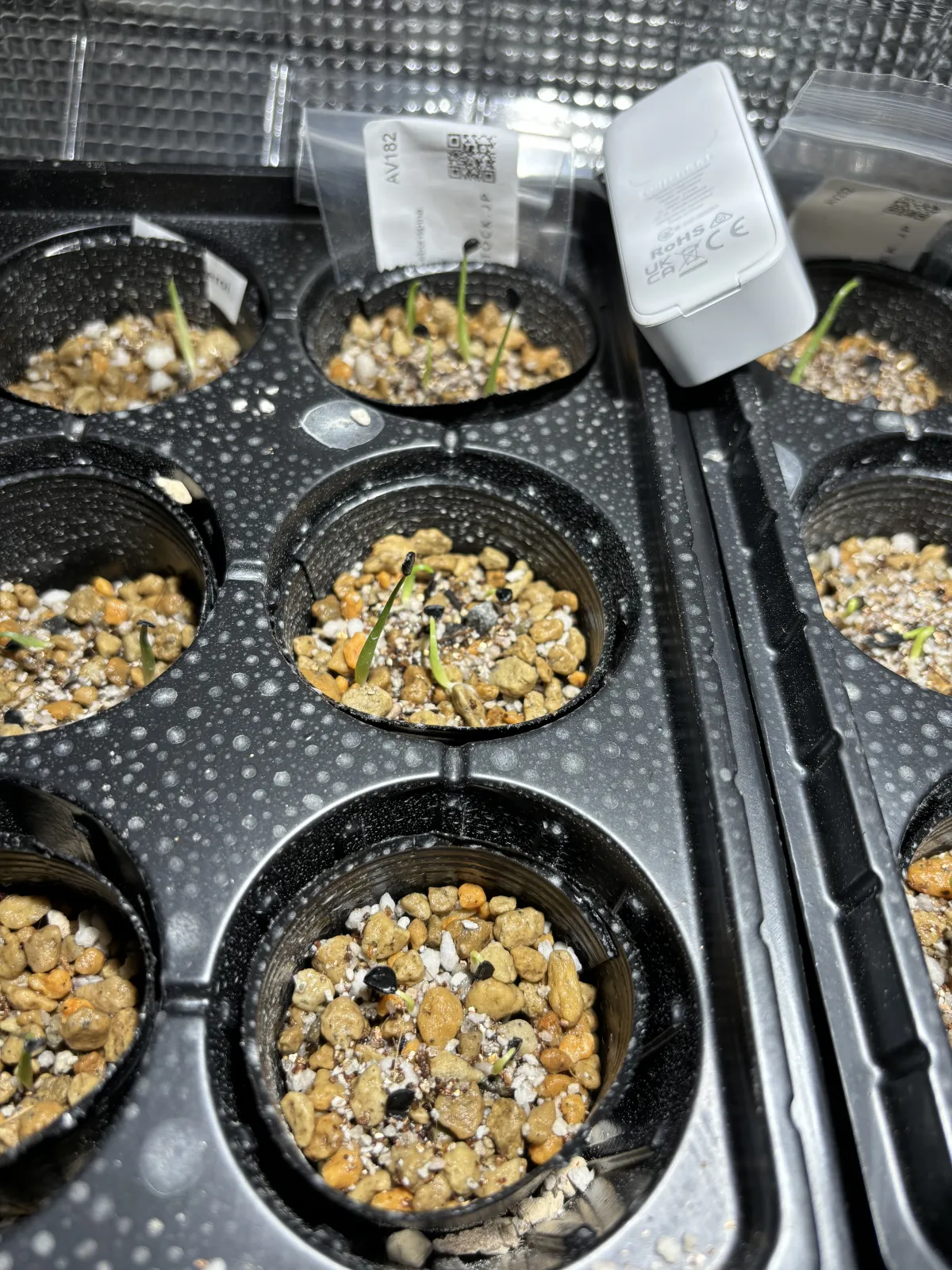 Agave utahensis var. eborispina (アガベ エボリスピナ)