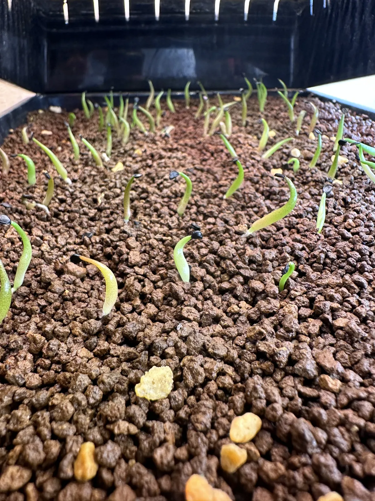 Agave oteroi (アガベ オテロイ)