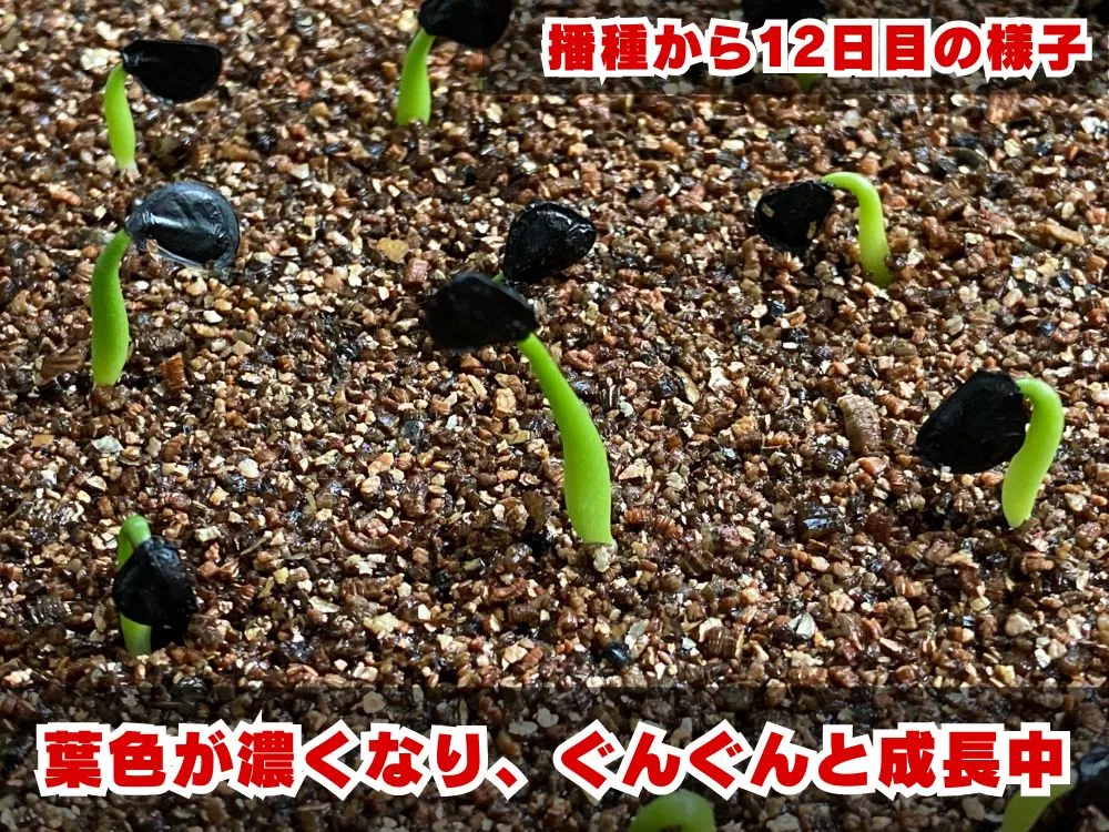 Agave montana (アガベ モンタナ)